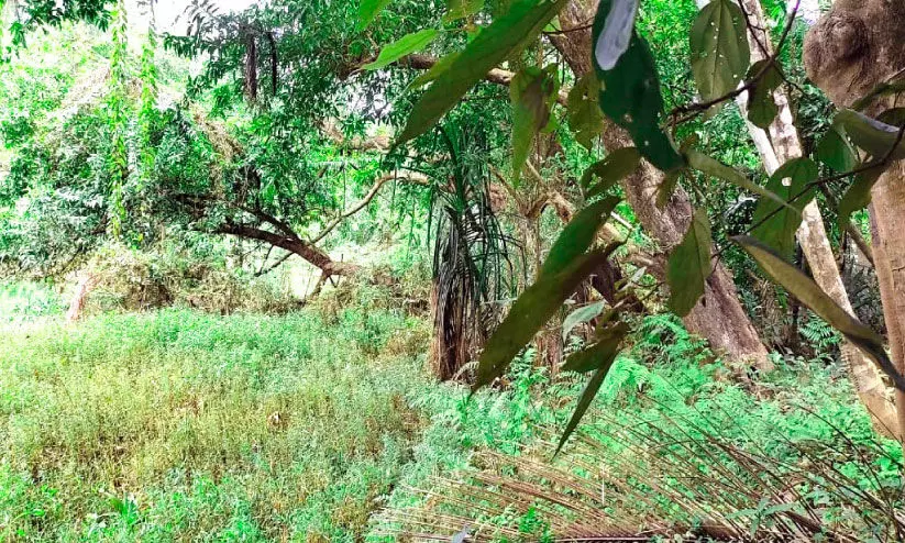 സംരക്ഷണത്തിന് പദ്ധതികൾ വേണം സംരക്ഷണത്തിന് പദ്ധതികൾ വേണം