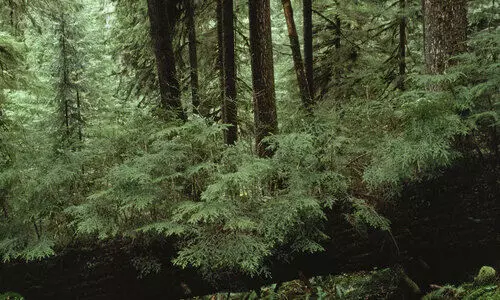 കൈയേറ്റക്കാരും പാട്ടക്കാരും കൈയടക്കിയത്​ 13,880 ഏക്കർ വനഭൂമി