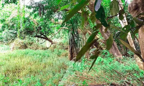 സം​ര​ക്ഷ​ണ​ത്തി​ന് പ​ദ്ധ​തി​ക​ൾ വേ​ണം