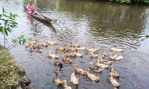 തെരുവുനായ്ക്കളും കാട്ടുപൂച്ചയും ഭീഷണി: താറാവ് കർഷകർ ദുരിതത്തിൽ