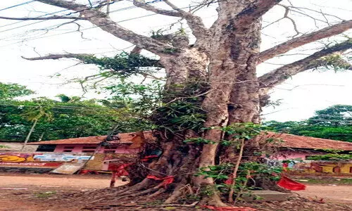 പ്രായം പ​തി​റ്റാ​ണ്ട്; ആൽമരത്തിന് പുതുജീവൻ നൽകാൻ ആയുർവേദ ചികിത്സ