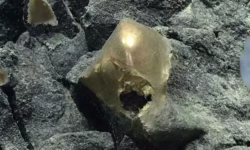 കടലിനടിയിൽ സ്വർണ്ണ മുട്ട; അമ്പരന്ന് ഗവേഷകർ