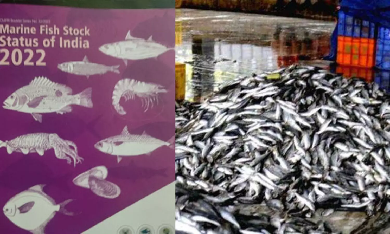 കേന്ദ്ര മത്സ്യഗവേഷണ സ്ഥാപനത്തിന്റെ റിപ്പോർട്ട് തള്ളിക്കളയണമെന്ന് മത്സ്യത്തൊഴിലാളി ഐക്യവേദി