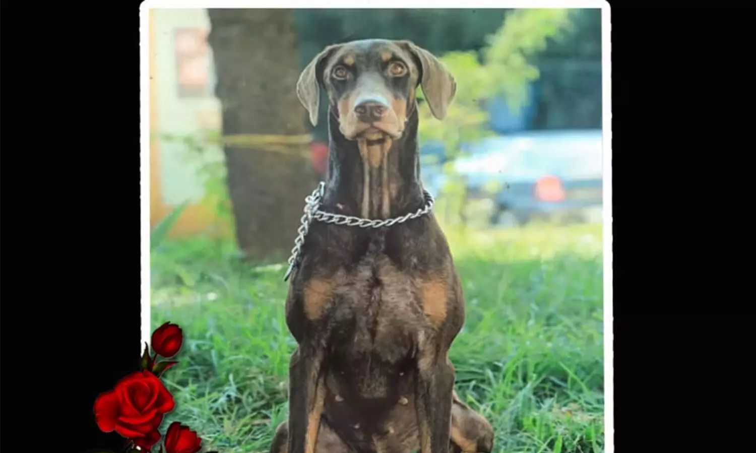 ബ്രൂണോ ഇനി ഓര്‍മ; പ്രമാദമായ കേസുകളുടെ അന്വേഷണത്തി​ന് പൊലീസിനൊപ്പം നിന്നു...