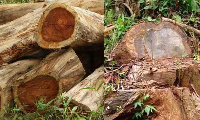 മുട്ടില്‍ മരംമുറിക്കേസിൽ 12 പ്രതികൾ; കുറ്റപത്രം ഈ മാസം