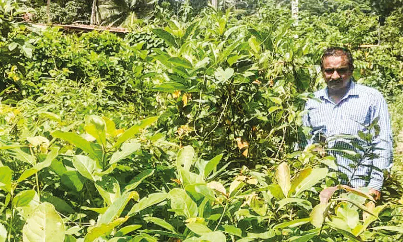 ഇന്ന് വന രക്തസാക്ഷിത്വ ദിനം; വനവത്കരണത്തിന്റെ ഒറ്റയാൾ പോരാട്ടവുമായി കുഞ്ഞോൻ ഇന്ന് വന രക്തസാക്ഷിത്വ ദിനം; വനവത്കരണത്തിന്റെ ഒറ്റയാൾ പോരാട്ടവുമായി കുഞ്ഞോൻ