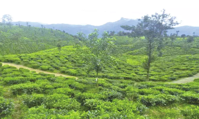 മലക്കപ്പാറയിൽ വിനോദ സഞ്ചാരികൾ വർധിക്കുന്നു മലക്കപ്പാറയിൽ വിനോദ സഞ്ചാരികൾ വർധിക്കുന്നു