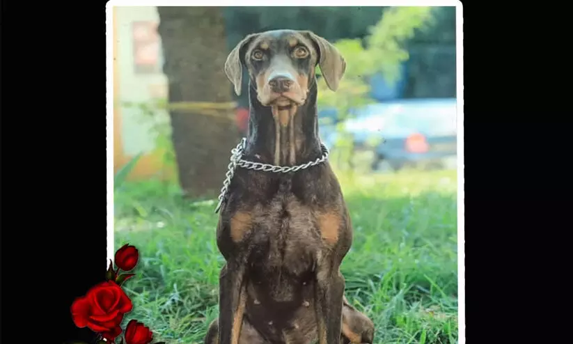 ബ്രൂണോ ഇനി ഓര്‍മ; പ്രമാദമായ കേസുകളുടെ അന്വേഷണത്തി​ന് പൊലീസിനൊപ്പം നിന്നു...