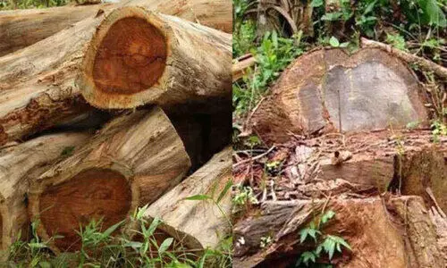 മുട്ടില്‍ മരംമുറിക്കേസിൽ 12 പ്രതികൾ; കുറ്റപത്രം ഈ മാസം