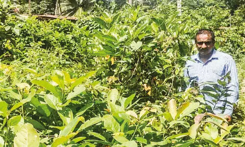 ഇന്ന് വന രക്തസാക്ഷിത്വ ദിനം; വനവത്കരണത്തിന്റെ ഒറ്റയാൾ പോരാട്ടവുമായി കുഞ്ഞോൻ