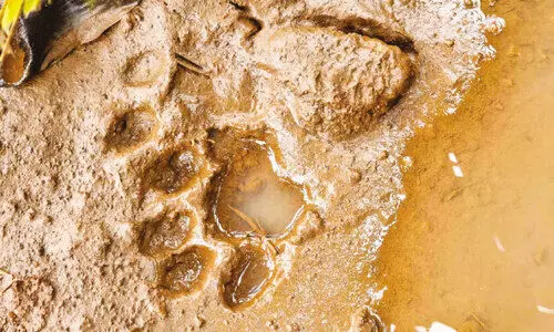 കൽക്കുണ്ട് സി.ടി പടിയിൽ കടുവയിറങ്ങി; ര​ണ്ട് വ​ള​ർ​ത്തു​നാ​യ്ക്ക​ളെ കാ​ണാ​നി​ല്ല