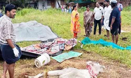 പേവിഷബാധ ചികിത്സക്കിടെ കാപ്പാട് വിനോദകേന്ദ്രത്തിലെ കുതിര ചത്തു