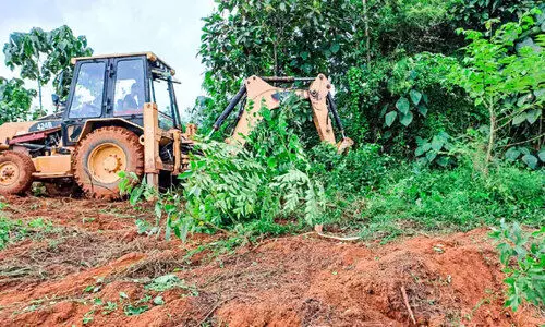 കാടുവെട്ടി; ഒടുവിൽ പുലി പൂച്ചയായി