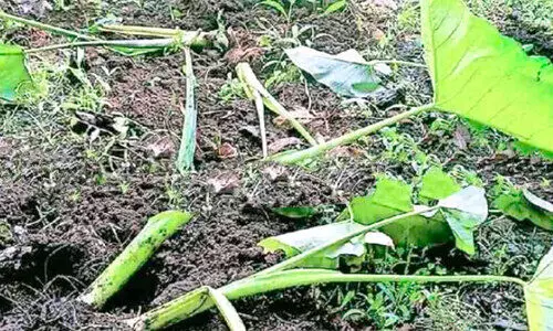 വിളകൾ തട്ടിയെടുത്ത്​ കാട്ടുപന്നികൾ; കൃഷി ഇറക്കാൻ കഴിയാതെ​ കർഷകർ