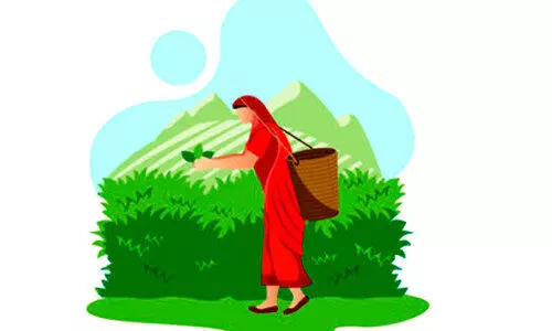 പൂട്ടിയ തോട്ടങ്ങളിലെ തൊഴിലാളികൾക്ക് ഉത്സവബത്ത: ഉറപ്പ് പാഴ്​വാക്കായി