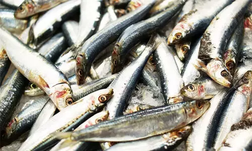 ഒടുവിൽ മത്തി ‘കൈയെത്തുംദൂരത്ത്’