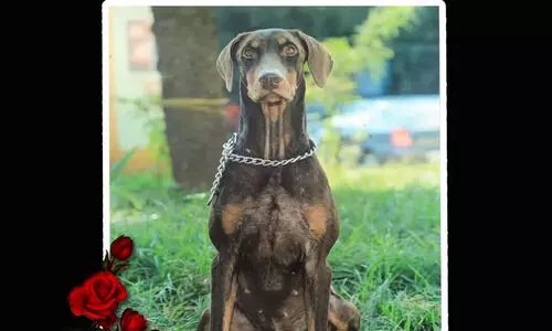 ബ്രൂണോ ഇനി ഓര്‍മ; പ്രമാദമായ കേസുകളുടെ അന്വേഷണത്തി​ന് പൊലീസിനൊപ്പം നിന്നു...