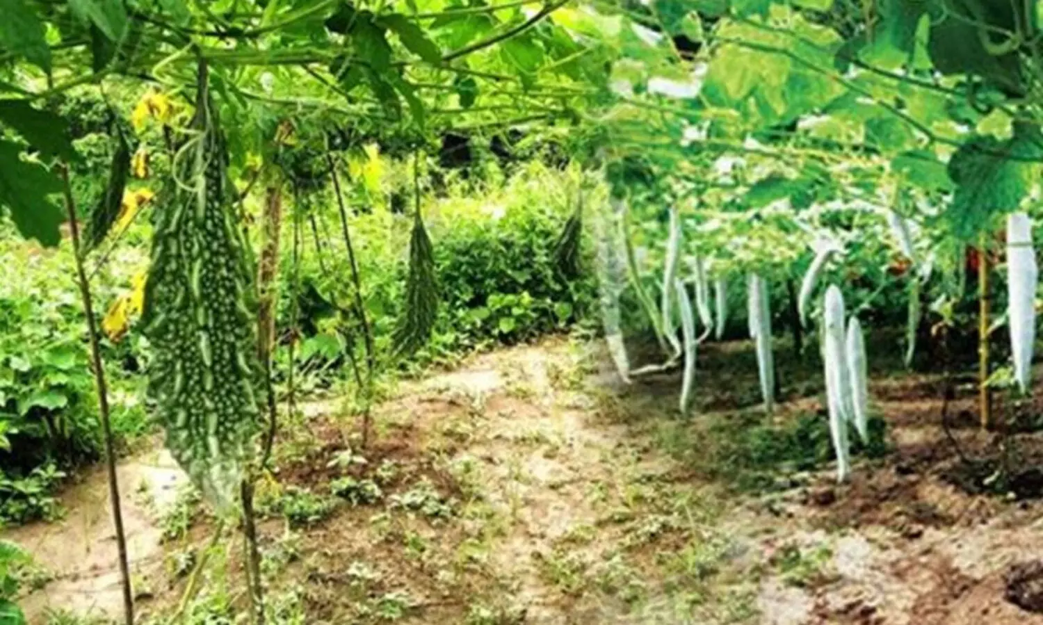 കൃഷി അവാർഡ്​ നേടിയ വിദ്യാർഥിയുടെ കൃഷിയിടത്തിൽ സെപ്​റ്റിക്​ മാലിന്യം തള്ളി