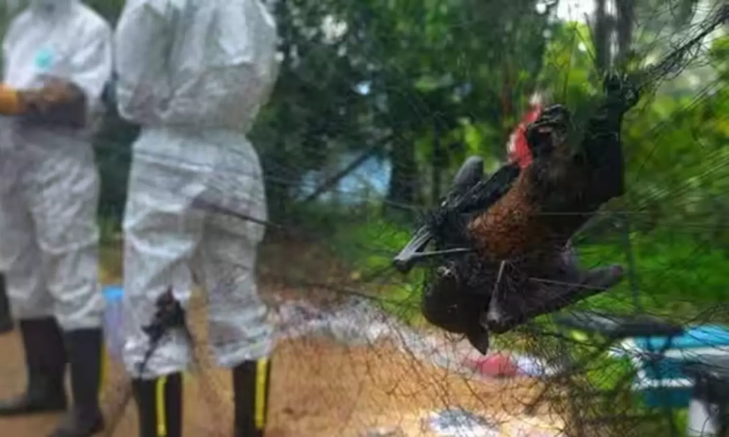 ICMR-NIV survey finds proof of Nipah virus in bats across nine states, one UT