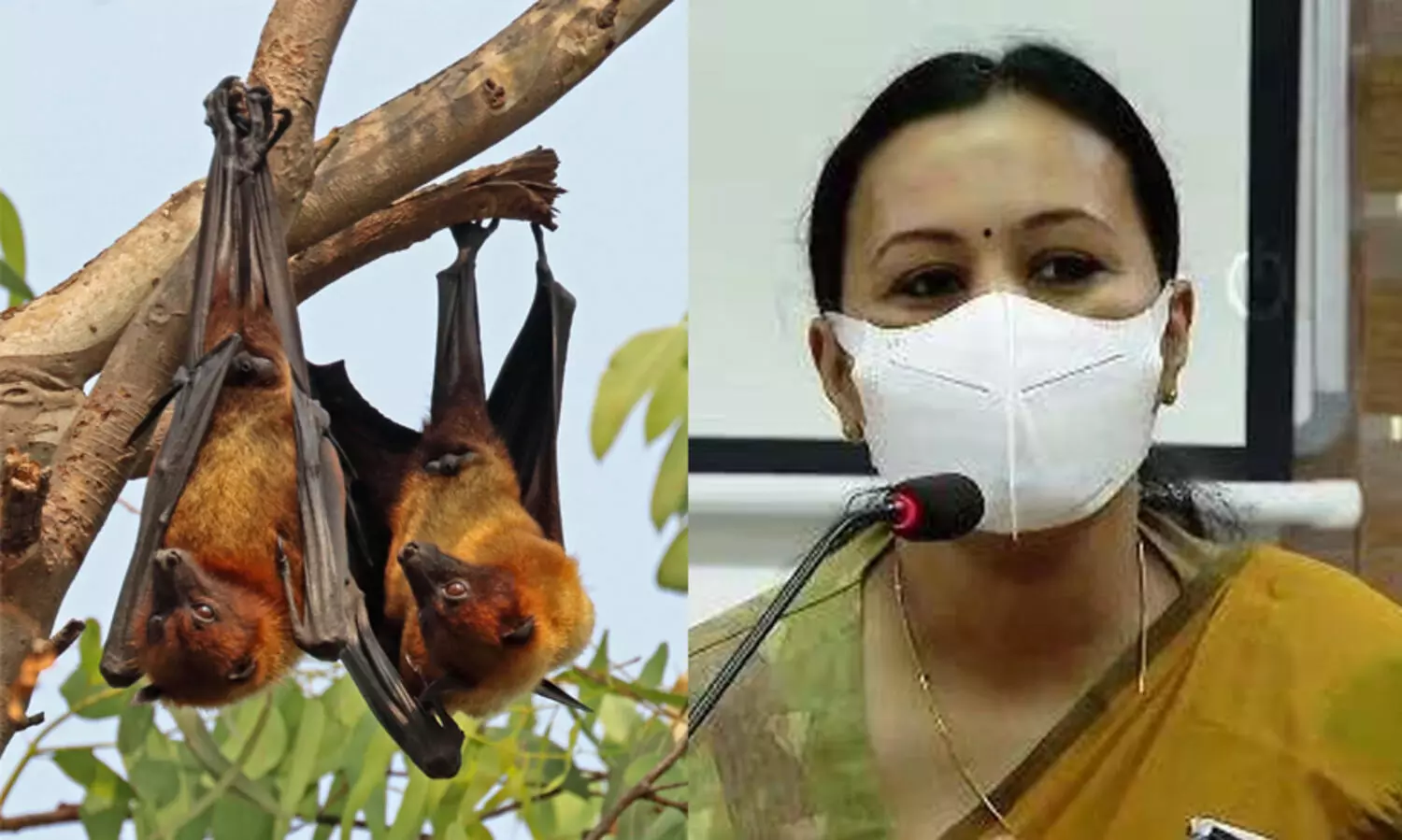 നിപ വൈറസ്: കേരളത്തിൽ വവ്വാല്‍ സർവേ നടത്താനൊരുങ്ങി സർക്കാർ, കേന്ദ്ര സംഘം നാളെ എത്തും