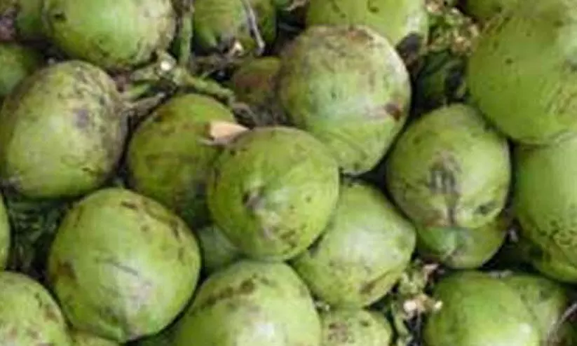 പണം കൃത്യമായി ലഭിക്കുന്നില്ല; പച്ചത്തേങ്ങ സംഭരണത്തിൽനിന്ന് കർഷകരും ഏജൻസികളും പിന്മാറുന്നു പണം കൃത്യമായി ലഭിക്കുന്നില്ല; പച്ചത്തേങ്ങ സംഭരണത്തിൽനിന്ന് കർഷകരും ഏജൻസികളും പിന്മാറുന്നു