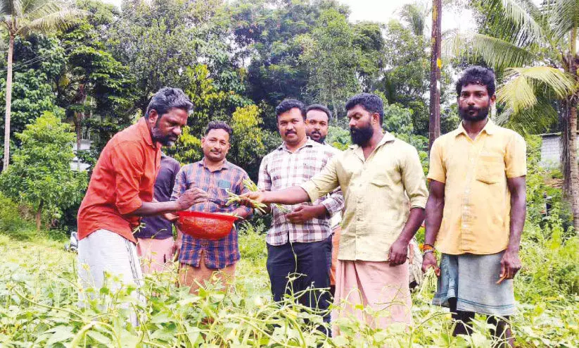ഇ​വി​ടത്തെ പ​ച്ച​ക്ക​റി​ക്കു​ണ്ട്, കാ​രു​ണ്യ​ത്തി​ന്‍റ തു​ടി​പ്പ്