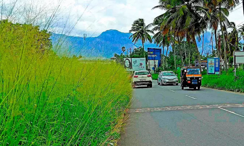 മ​റ​യ​രു​തേ ജീ​വി​തം  ഈ ​പു​ൽ​ച്ചെ​ടി മ​റ​വി​ൽ...