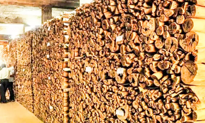 68.632 ടണ്‍ മറയൂര്‍ ചന്ദനം ​ലേലത്തിന്​