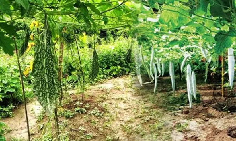 കൃഷി അവാർഡ്​ നേടിയ വിദ്യാർഥിയുടെ കൃഷിയിടത്തിൽ സെപ്​റ്റിക്​ മാലിന്യം തള്ളി