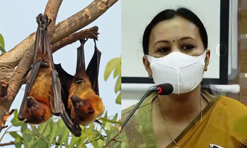 നിപ വൈറസ്: കേരളത്തിൽ വവ്വാല് സർവേ നടത്താനൊരുങ്ങി സർക്കാർ, കേന്ദ്ര സംഘം നാളെ എത്തും നിപ വൈറസ്: കേരളത്തിൽ വവ്വാല് സർവേ നടത്താനൊരുങ്ങി സർക്കാർ, കേന്ദ്ര സംഘം നാളെ എത്തും