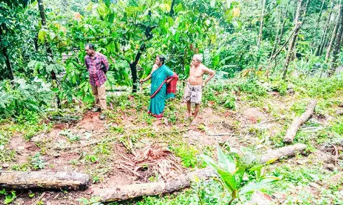 കാട്ടാനക്കൂട്ടം കൃഷി നശിപ്പിച്ചു