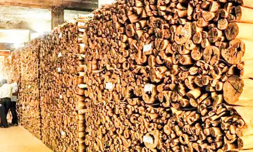 68.632 ടണ്‍ മറയൂര്‍ ചന്ദനം ​ലേലത്തിന്​