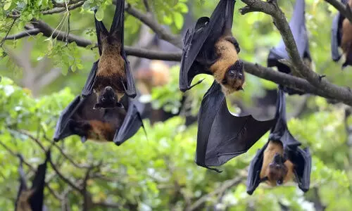 നിപ ഭീതി വീണ്ടും; മരുന്നില്ല, പ്രതിരോധമാണ് പ്രധാനം; രോഗലക്ഷണങ്ങൾ എന്തെല്ലാം? മുൻകരുതൽ എങ്ങനെ