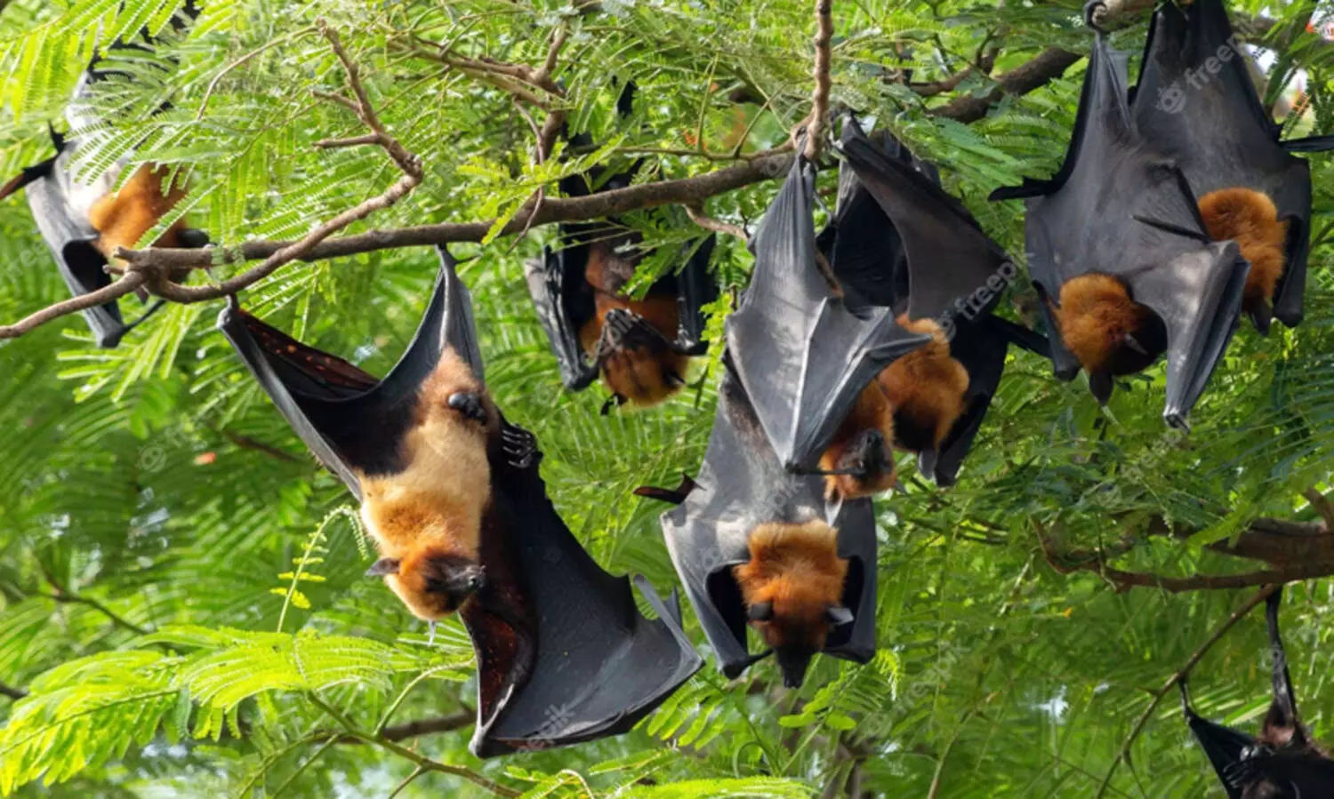 nipah bat 7889