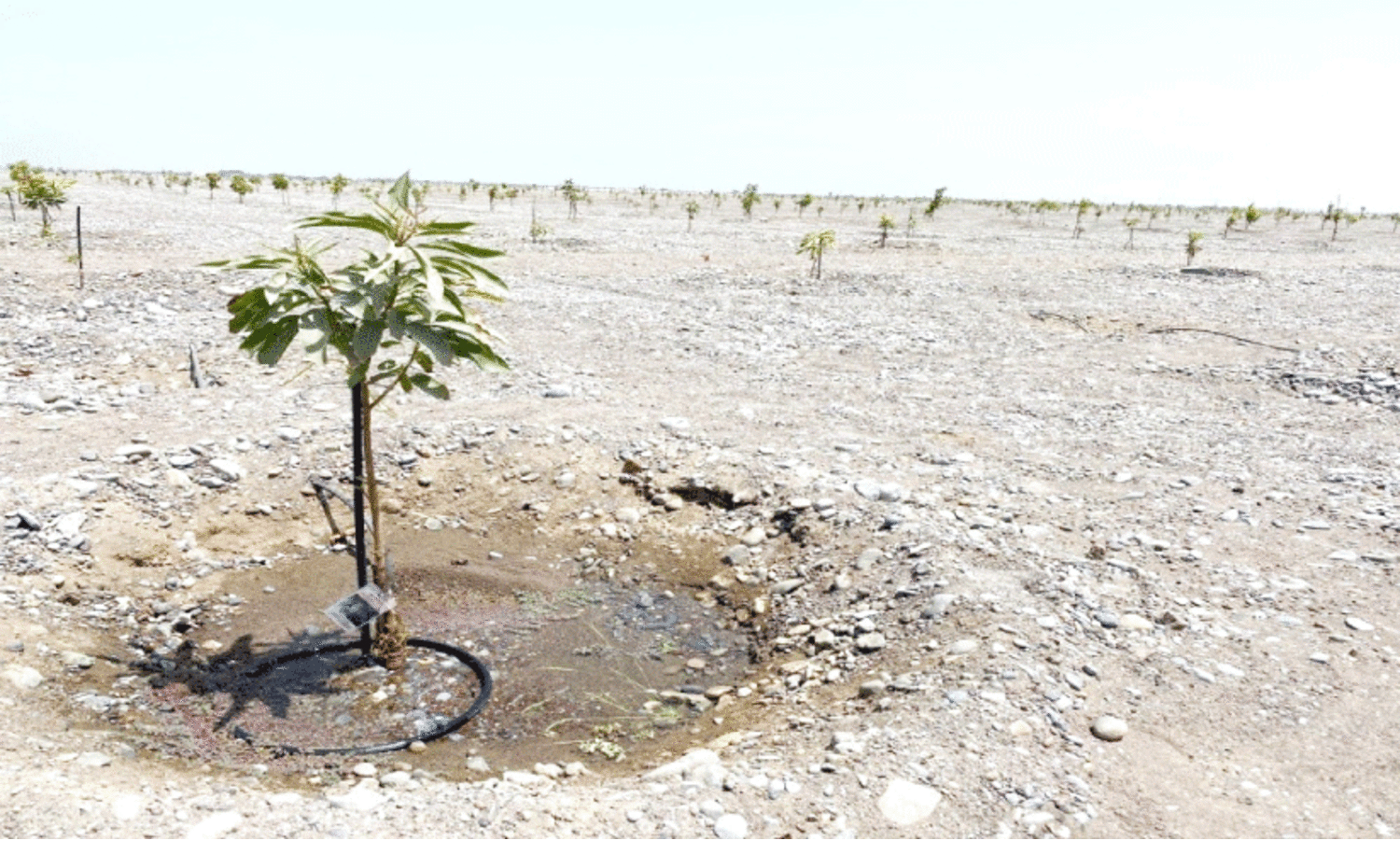 ബ​ർ​ക​യി​ൽ 80 ഹെ​ക്ട​റി​ൽ മാ​മ്പ​ഴ​കൃ​ഷി ഒ​രു​ങ്ങു​ന്നു