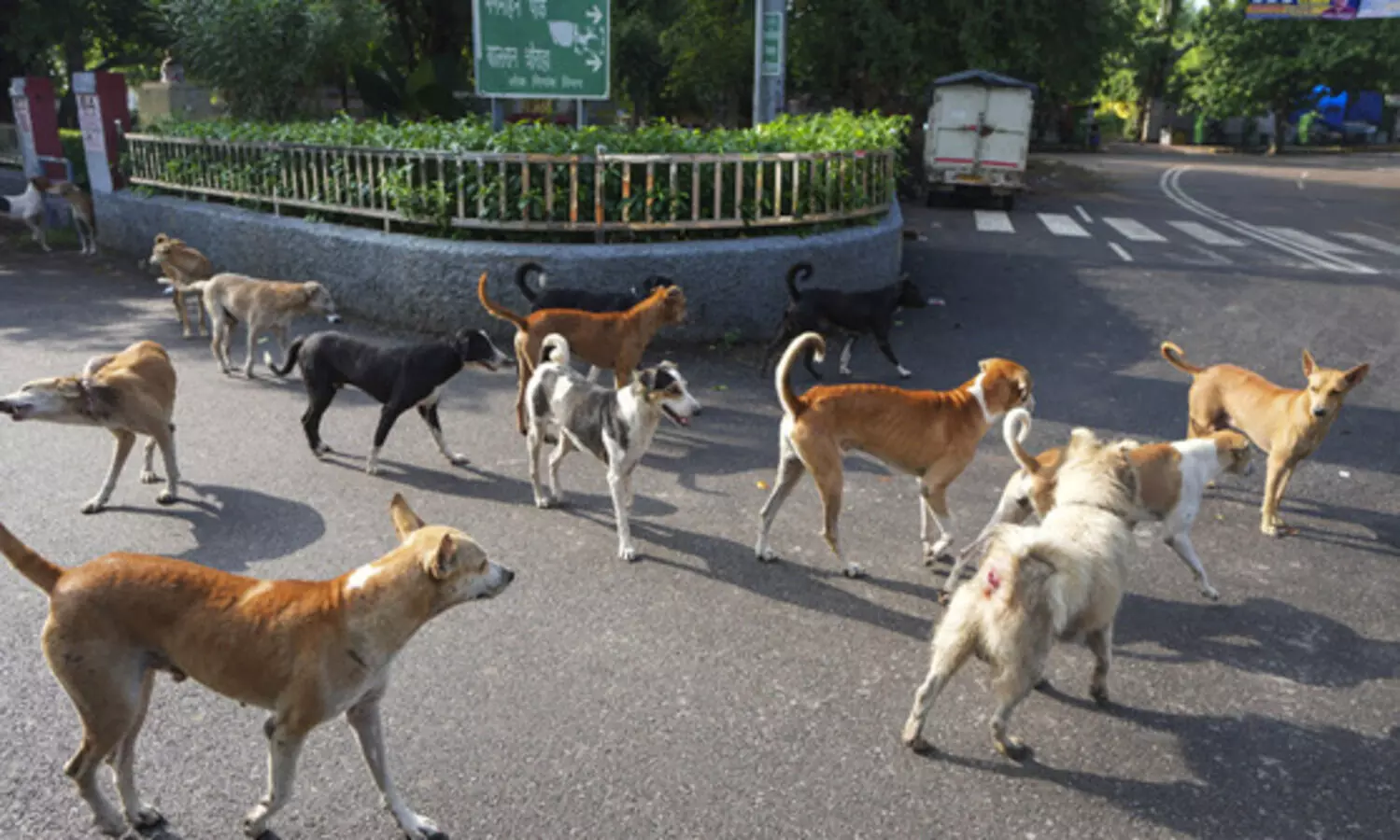 ജി20 ഉച്ചകോടിക്കിടെ പിടികൂടിയ തെരുവ് നായ്ക്കളെ വിട്ടയക്കണമെന്ന് ഡൽഹി ഹൈക്കോടതി