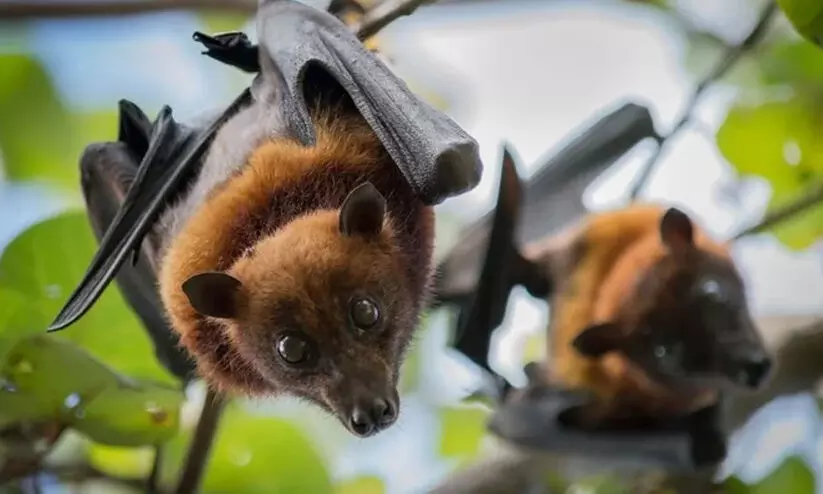നിപയുടെ നാലാംവരവ്: പ്രതിരോധം ശക്തം; വൈറസ് വഴികൾ അജ്ഞാതം നിപയുടെ നാലാംവരവ്: പ്രതിരോധം ശക്തം; വൈറസ് വഴികൾ അജ്ഞാതം