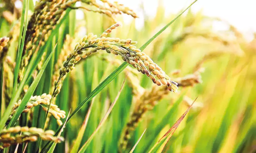 ഒന്നാംവിള കൊയ്ത്ത് തുടങ്ങി മുന്നൊരുക്കമില്ലാതെ സപ്ലൈകോ ഒന്നാംവിള കൊയ്ത്ത് തുടങ്ങി മുന്നൊരുക്കമില്ലാതെ സപ്ലൈകോ