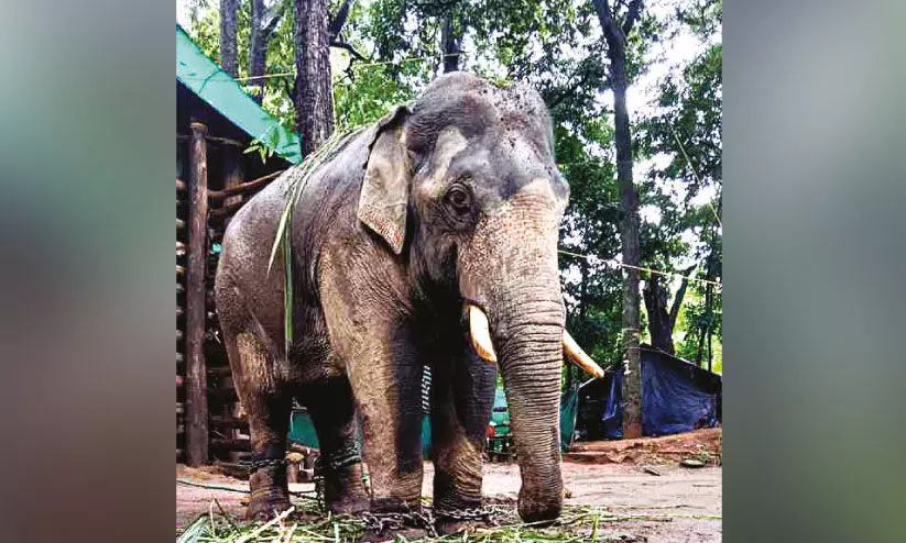 പി.ടി-7ന്റെ കാഴ്ച വീണ്ടെടുക്കാൻ ചികിത്സ തുടങ്ങി പി.ടി-7ന്റെ കാഴ്ച വീണ്ടെടുക്കാൻ ചികിത്സ തുടങ്ങി