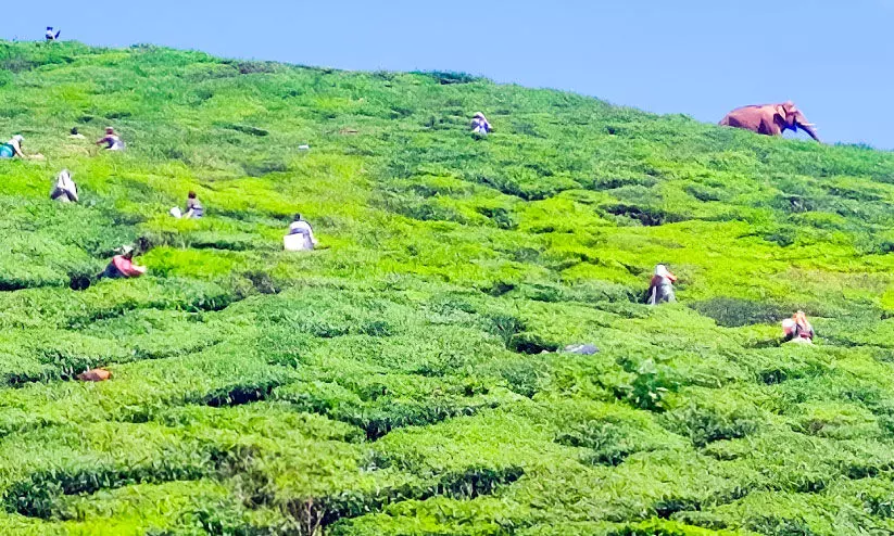 കൺമുന്നിൽ കാട്ടാന; വിരണ്ട്​ സ്ത്രീ തൊഴിലാളികൾ