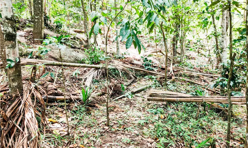 കാട്ടാനക്കൂട്ടമിറങ്ങുന്നു; പൊറുതിമുട്ടി മറയൂർ ഗ്രാമവാസികൾ കാട്ടാനക്കൂട്ടമിറങ്ങുന്നു; പൊറുതിമുട്ടി മറയൂർ ഗ്രാമവാസികൾ