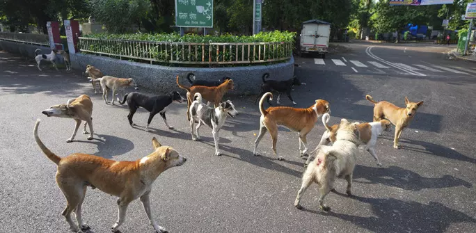 ജി20 ഉച്ചകോടിക്കിടെ പിടികൂടിയ തെരുവ് നായ്ക്കളെ വിട്ടയക്കണമെന്ന് ഡൽഹി ഹൈക്കോടതി