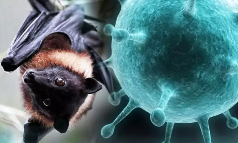 Nipah virus Nipah virus