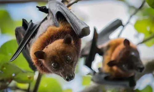 നിപയുടെ നാലാംവരവ്: പ്രതിരോധം ശക്തം; വൈറസ് വഴികൾ അജ്ഞാതം നിപയുടെ നാലാംവരവ്: പ്രതിരോധം ശക്തം; വൈറസ് വഴികൾ അജ്ഞാതം