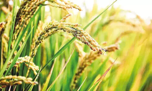 ഒ​ന്നാം​വി​ള കൊ​യ്ത്ത് തു​ട​ങ്ങി​ മു​ന്നൊ​രു​ക്ക​മി​ല്ലാ​തെ സ​പ്ലൈ​കോ