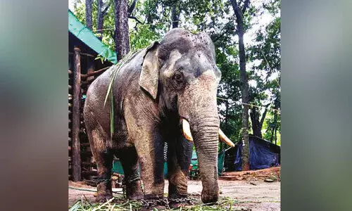 പി.​ടി-7ന്റെ കാ​ഴ്ച വീ​ണ്ടെ​ടു​ക്കാ​ൻ ചി​കി​ത്സ തു​ട​ങ്ങി