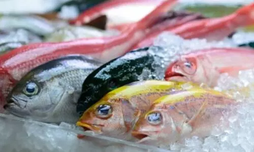 മായം കലർത്തിയ മത്സ്യവിൽപന വ്യാപകം