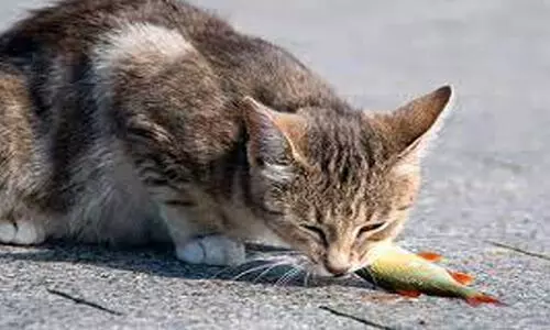 മീൻ തിന്ന പൂച്ച ചത്തു