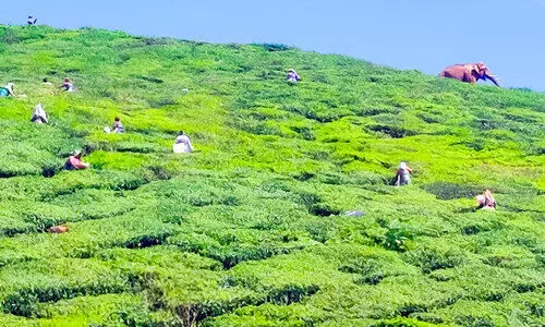 കൺമുന്നിൽ കാട്ടാന; വിരണ്ട്​ സ്ത്രീ തൊഴിലാളികൾ
