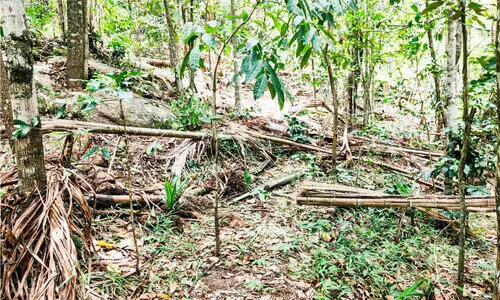 കാട്ടാനക്കൂട്ടമിറങ്ങുന്നു; പൊറുതിമുട്ടി മറയൂർ ഗ്രാമവാസികൾ